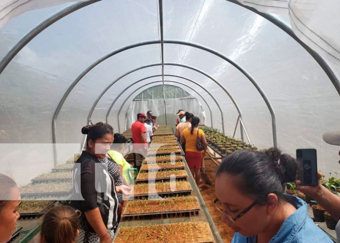 Nicaragua: Inauguran Micro túnel para producción de Hortaliza en Bilwi