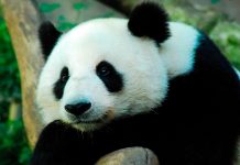 ¿Será de que los pandas se engorden con solo comer bambú?