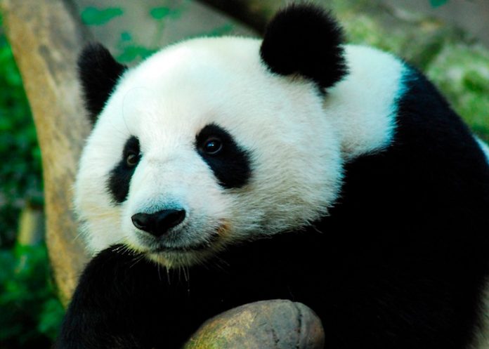 ¿Será de que los pandas se engorden con solo comer bambú?
