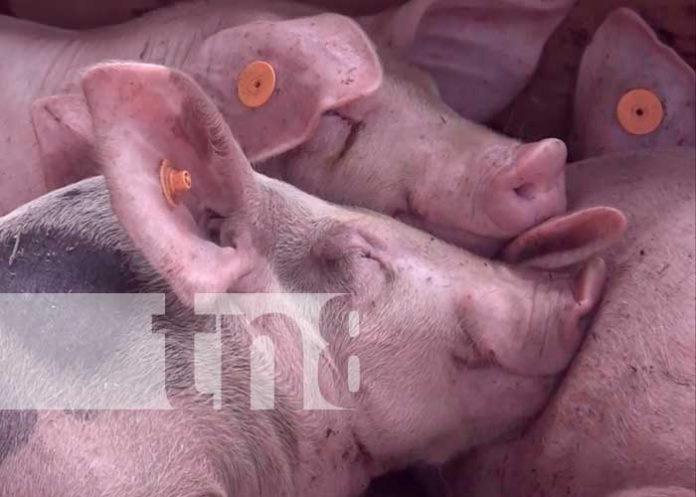 Ometepe: Programa de inseminación porcina garantiza unos 600 lechones