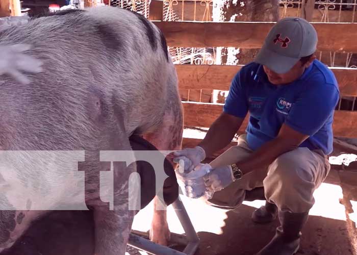 Ometepe: Programa de inseminación porcina garantiza unos 600 lechones