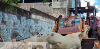 Ciudadanos de Juigalpa despiden al pintoresco Torito "Chiclan"