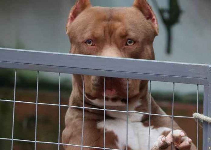 Un perro de un refugio de animales mata a una mujer en Miami