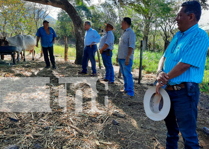 Programa de inseminación artificial en Matagalpa obtiene resultados