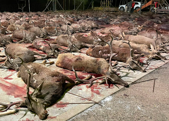 ¡Masacre! más de 450 venados y jabalíes abatidos en un día en España