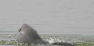 El último delfín Irrawaddy de agua dulce murió en Camboya