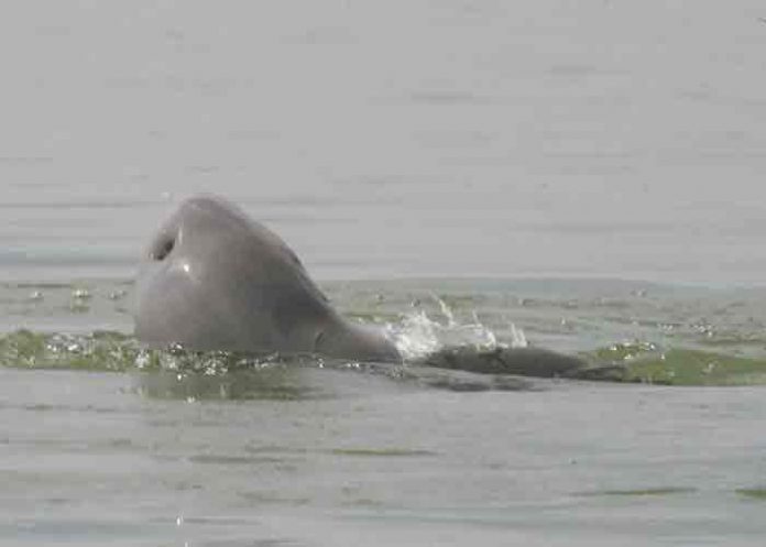 El último delfín Irrawaddy de agua dulce murió en Camboya