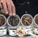 ¿Más insectos? Una alternativa para alimentación en países Europeos