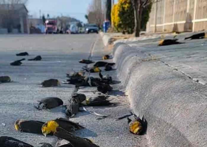 Revelan la causa de la muerte masiva de aves en pleno vuelo en México