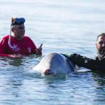 Murió la ballena Sotiris en playa de Atenas