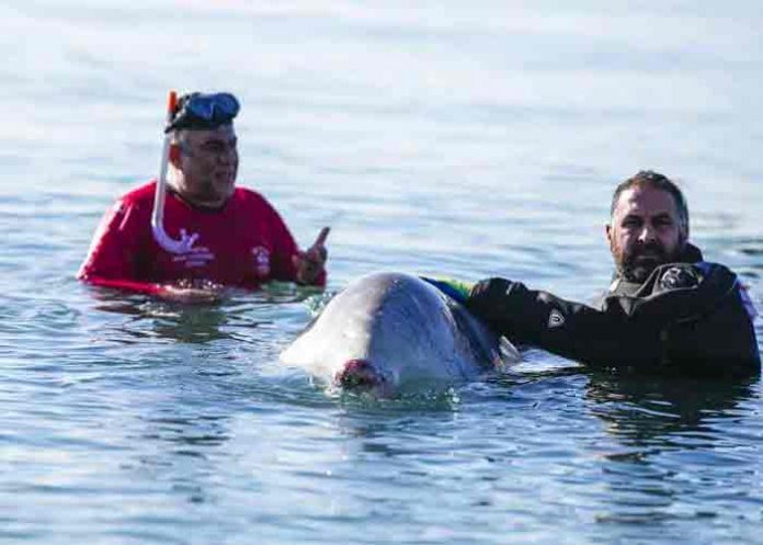 Murió la ballena Sotiris en playa de Atenas