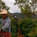 Cosecha de café en Nicaragua