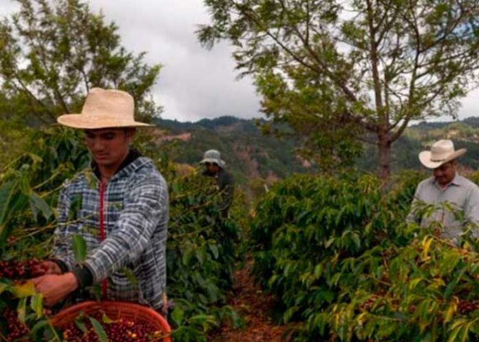 Cosecha de café en Nicaragua