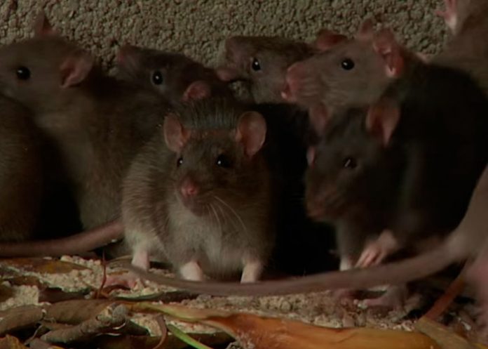 Polémica sanitaria: Más de mil ratones muertos en bodega de distribución
