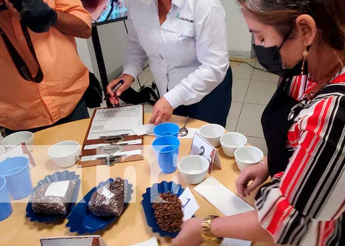 Organización de catación de café en Nicaragua
