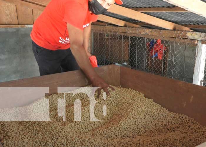 Producción de café en Ometepe