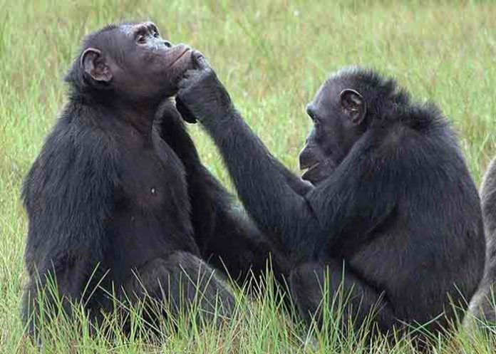 Científicos observan a chimpancés usando insectos para curar heridas