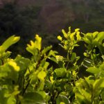 Perú: Aumentan los cultivos de coca en 41 % entre 2016 y 2020