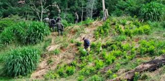 Honduras decomisa 25.000 arbustos de hoja de coca en el Caribe