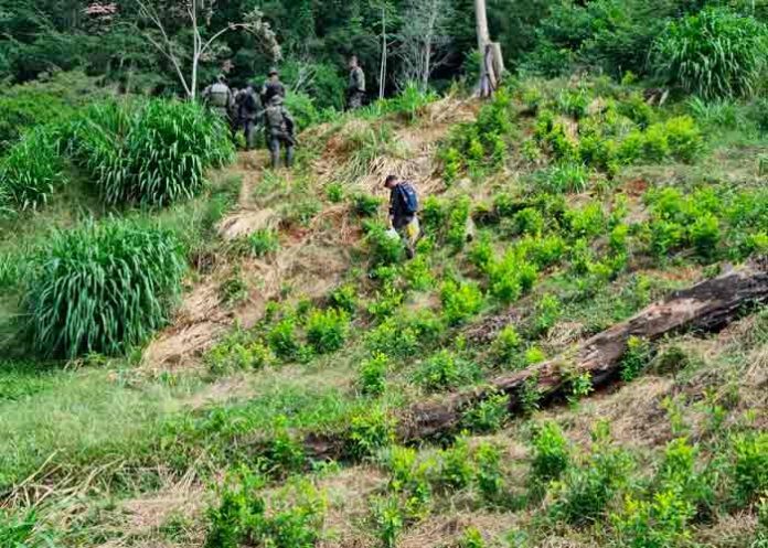 Honduras decomisa 25.000 arbustos de hoja de coca en el Caribe