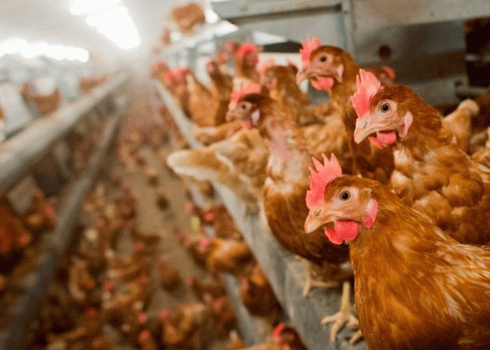 Más de 130 mil gallinas sacrificadas en España por brote de gripe aviar