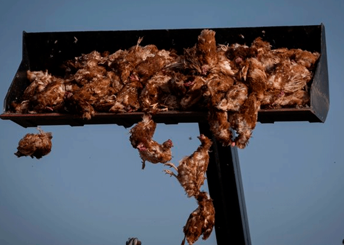 Más de 130 mil gallinas sacrificadas en España por brote de gripe aviar