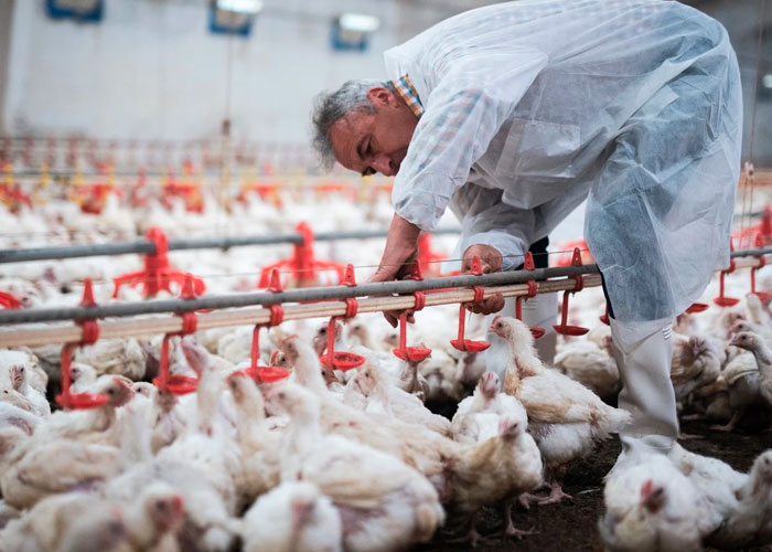 ¡Alarma! En Estados Unidos detectan una peligrosa variante de gripe aviar