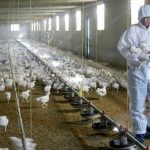 ¡Alarma! En Estados Unidos detectan una peligrosa variante de gripe aviar