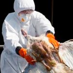 Estados Unidos en alerta ante presencia de gripe aviar en tres granjas