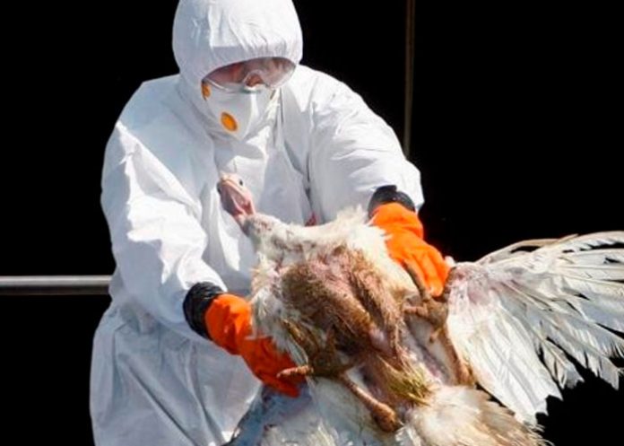Estados Unidos en alerta ante presencia de gripe aviar en tres granjas