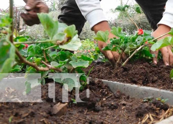 Promoción de viveros para productores en Estelí