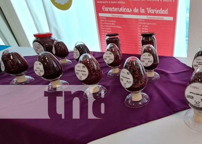 Exposición del INTA sobre variedad de frijoles en Nicaragua