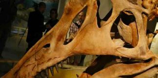 Descubren primeras evidencias de infección respiratoria en dinosaurios