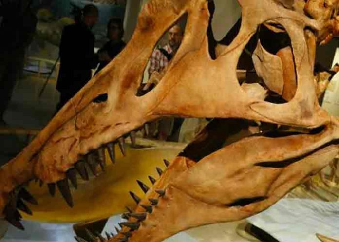 Descubren primeras evidencias de infección respiratoria en dinosaurios