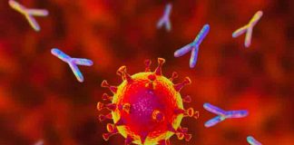Estudio demuestra cómo comienza la infección por el virus SARS-COV-2