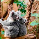 Australia declara los koalas como especie "en peligro" de extinción