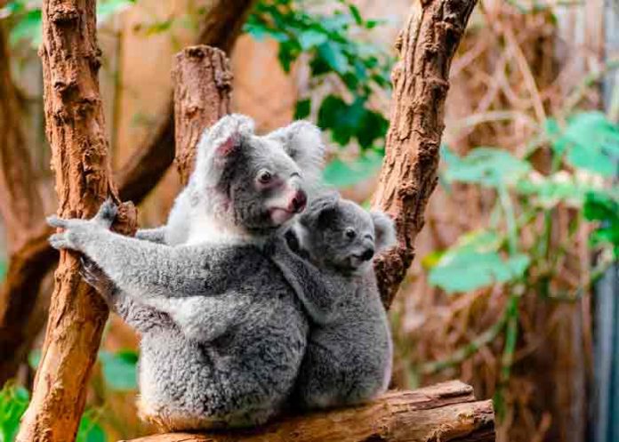 Australia declara los koalas como especie 