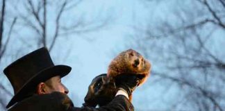 La marmota Phil pronostica más invierno en Estados Unidos