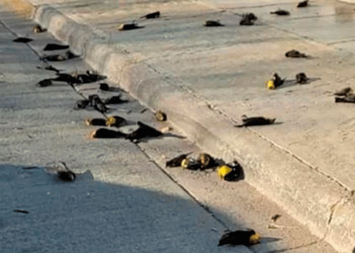 De película de terror: cientos de aves caen muertas en México (VIDEO)