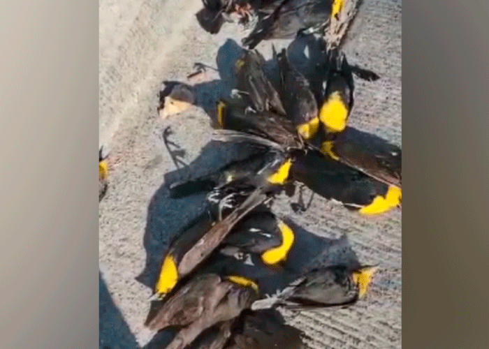 De película de terror: cientos de aves caen muertas en México (VIDEO)