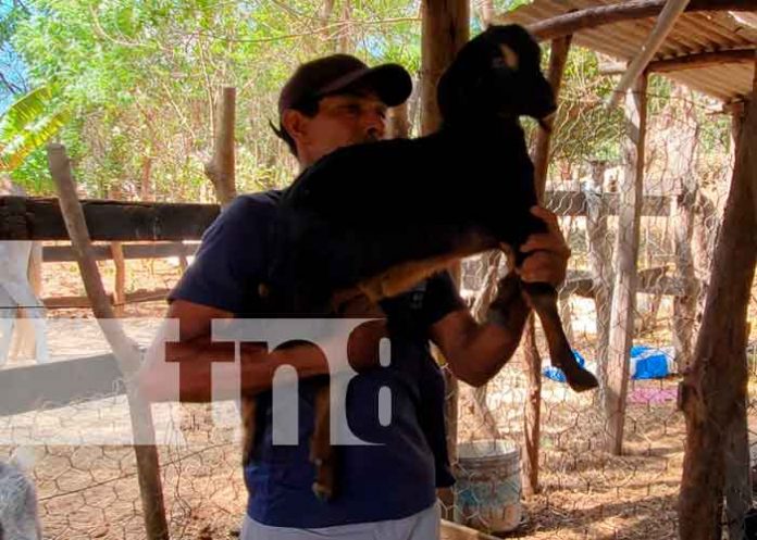 Reproducción de ovinos y caprinos en Ciudad Sandino