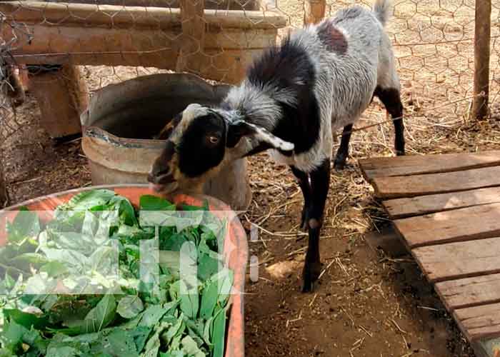 Reproducción de ovinos y caprinos en Ciudad Sandino