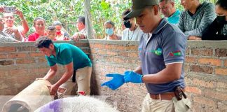 Inseminación porcina desde Jalapa