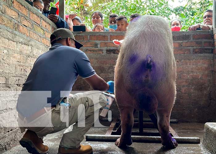 Inseminación porcina desde Jalapa 