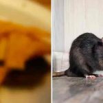 Viral video: Abrió una bolsa de comida y encontró una rata muerta