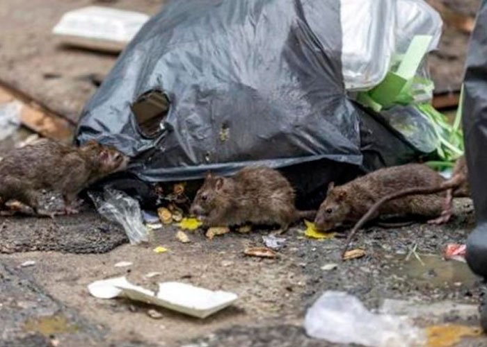 ¡Alerta sanitaria! Ratas gigantes salen de inodoros en Reino Unido