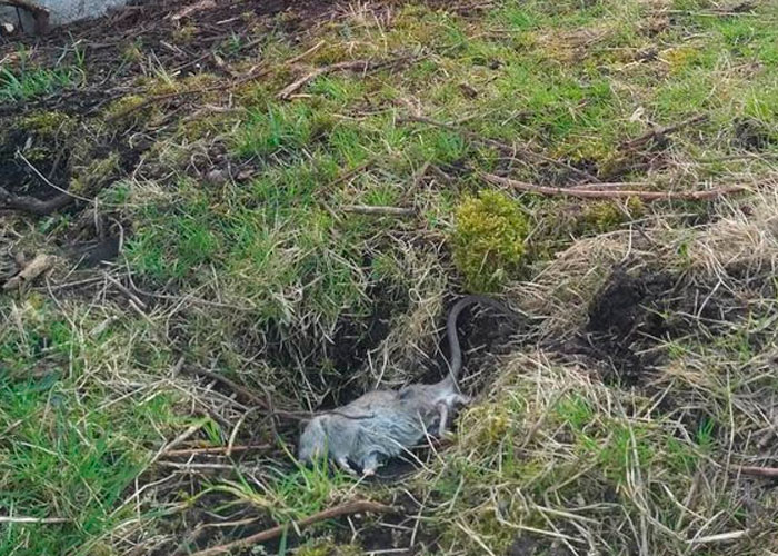 ¡Alerta sanitaria! Ratas gigantes salen de inodoros en Reino Unido