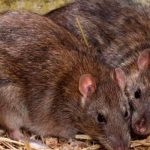 ¡Alerta sanitaria! Ratas gigantes salen de inodoros en Reino Unido