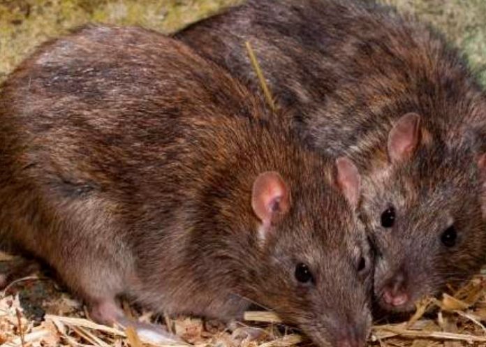 ¡Alerta sanitaria! Ratas gigantes salen de inodoros en Reino Unido