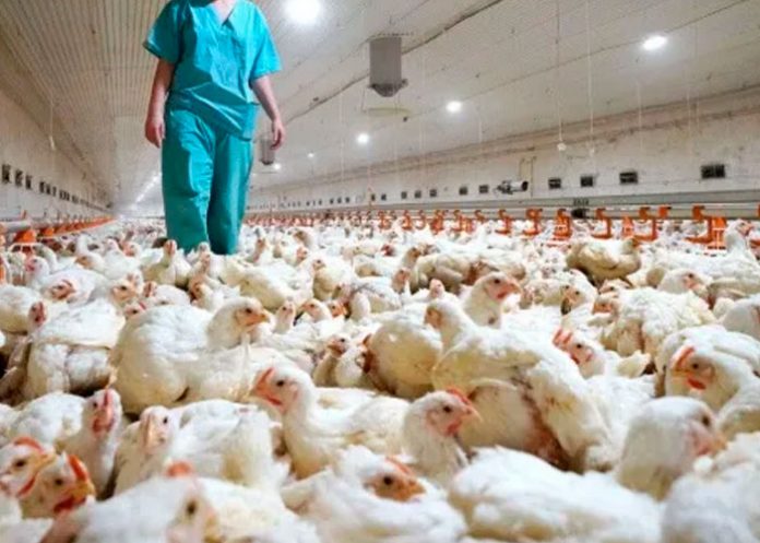 Gripe aviar H9N9 enciende las alertas por su potencial pandémico